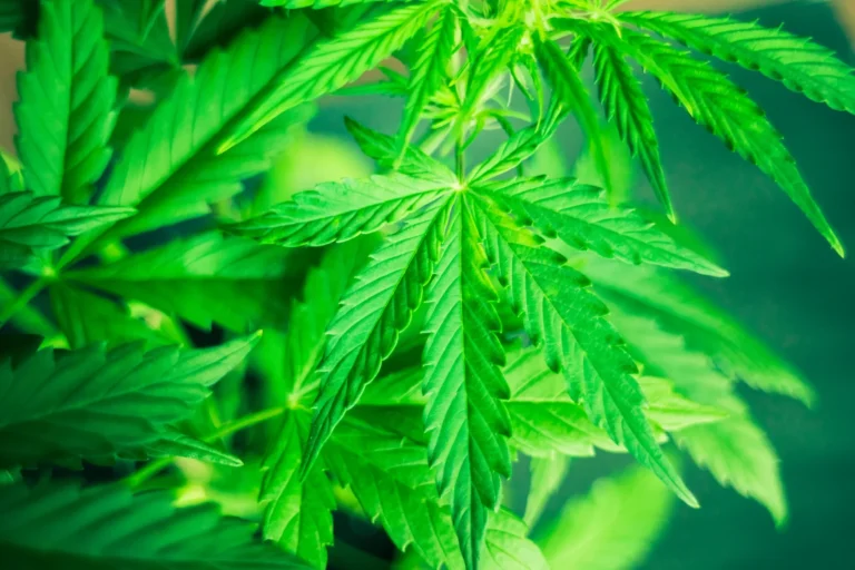 Weed Dünger richtig anwenden: Ein Leitfaden für Anfänger