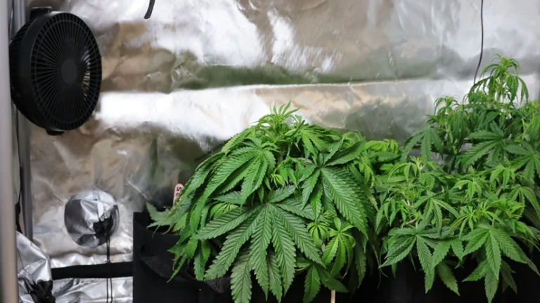 Growbox Selber Bauen: Schritt-für-Schritt Anleitung zum Bau einer eigenen Growbox