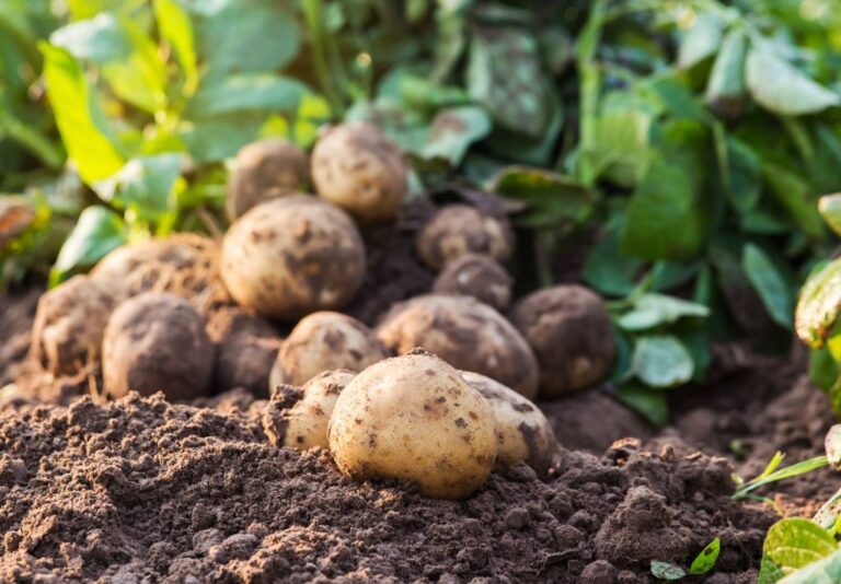 Metrop Calgreen: Nachhaltiger Kalkstickstoffdünger für umweltbewusste Gärtner 🌱♻️