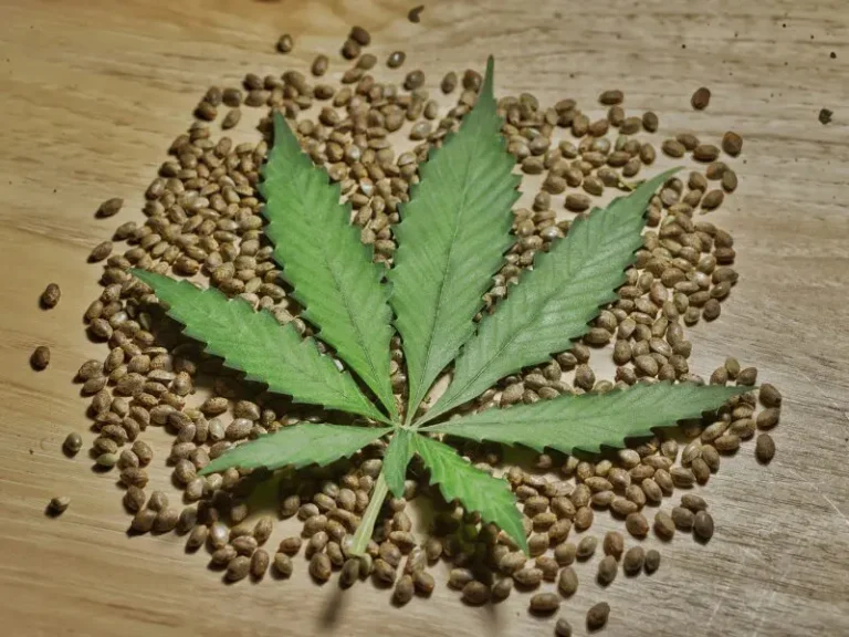 Die besten Tipps für den Anbau von Cannabis in Erde