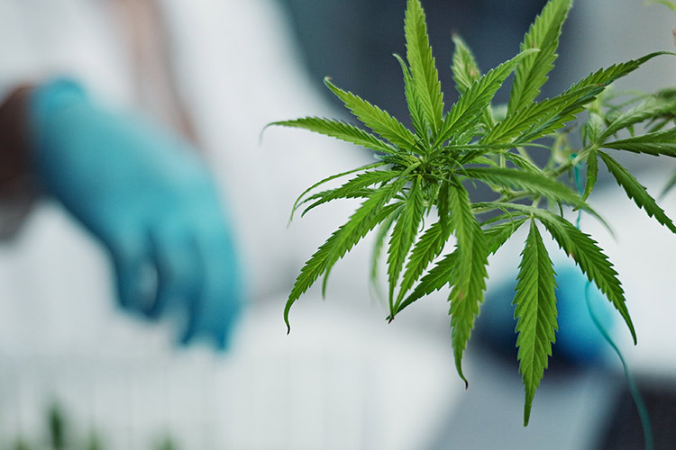 HHC-Produkte für jeden Bedarf: Entdecken Sie das Angebot auf cbd-hexe.de