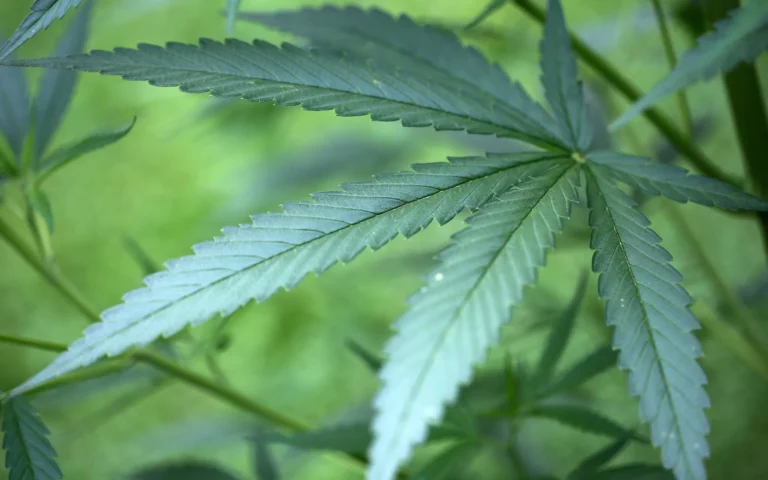 THC Sirup & Cannalean: Die süße Art, high zu werden
